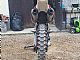 Honda&nbsp;CRF 450